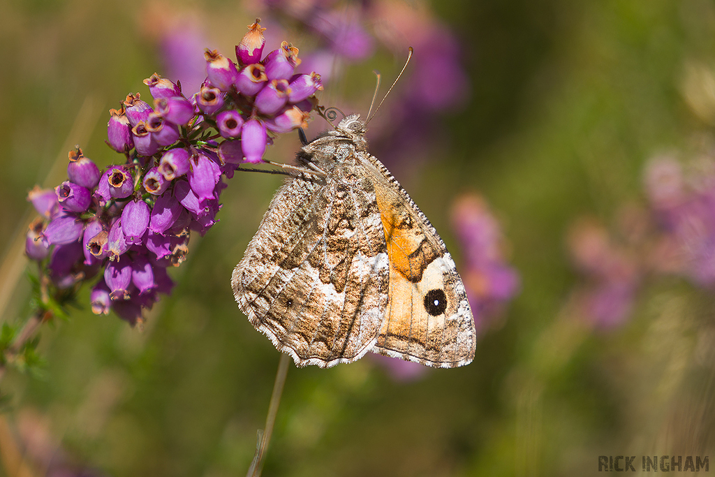 Grayling Butterfly
