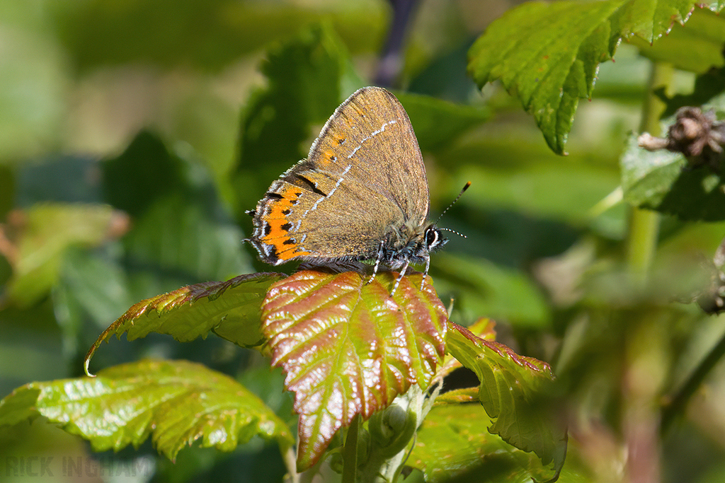 Black Hairstreak