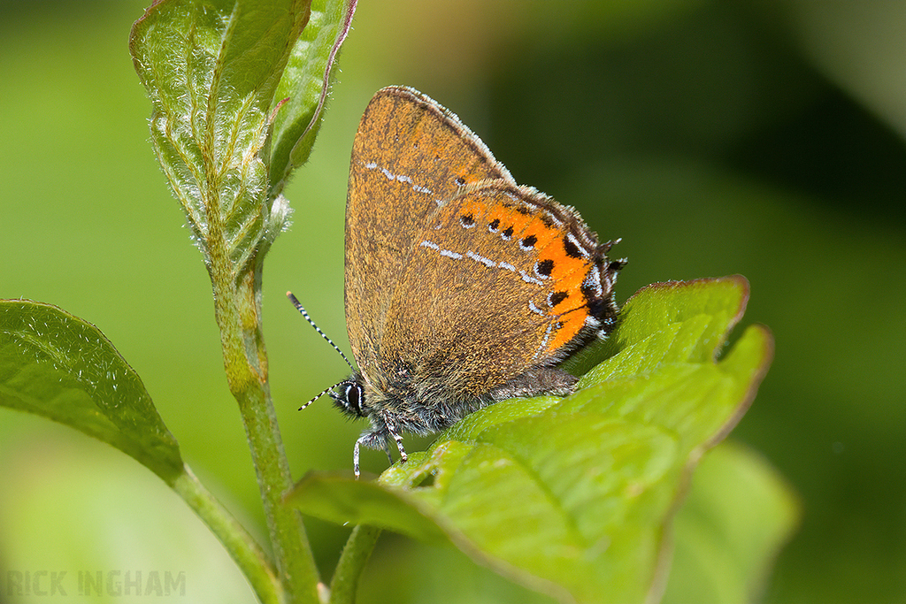Black Hairstreak
