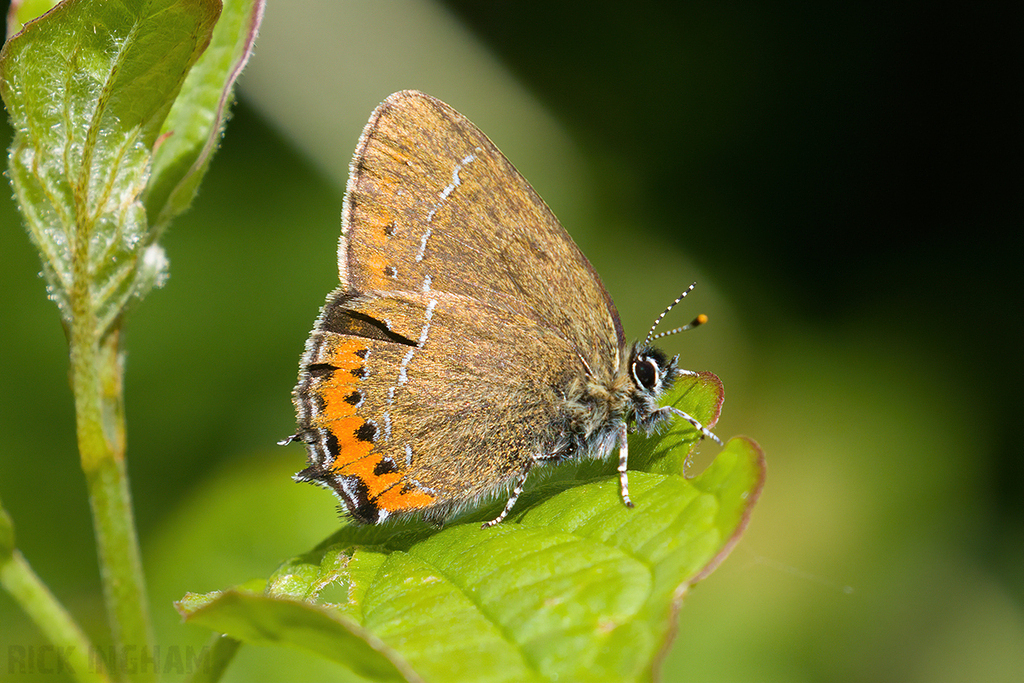 Black Hairstreak
