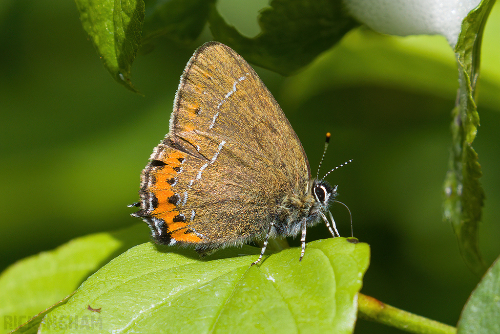 Black Hairstreak