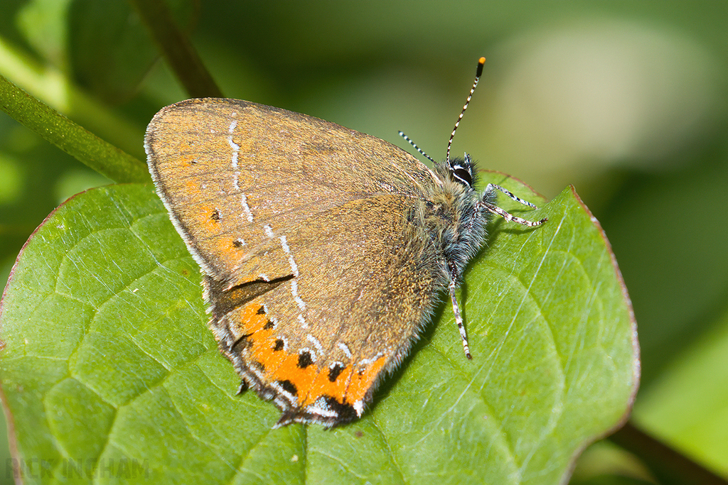 Black Hairstreak