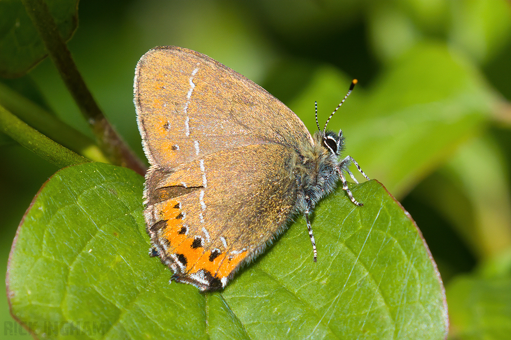 Black Hairstreak