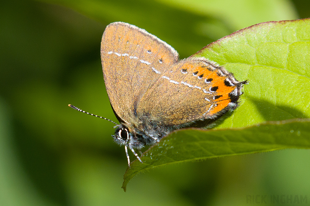 Black Hairstreak