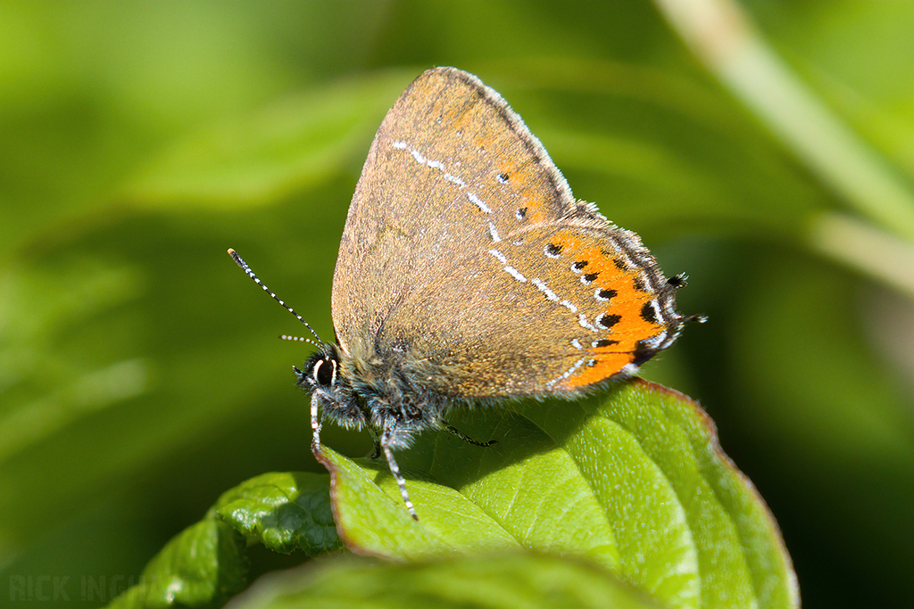 Black Hairstreak