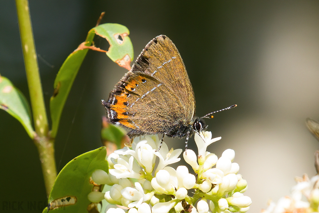 Black Hairstreak