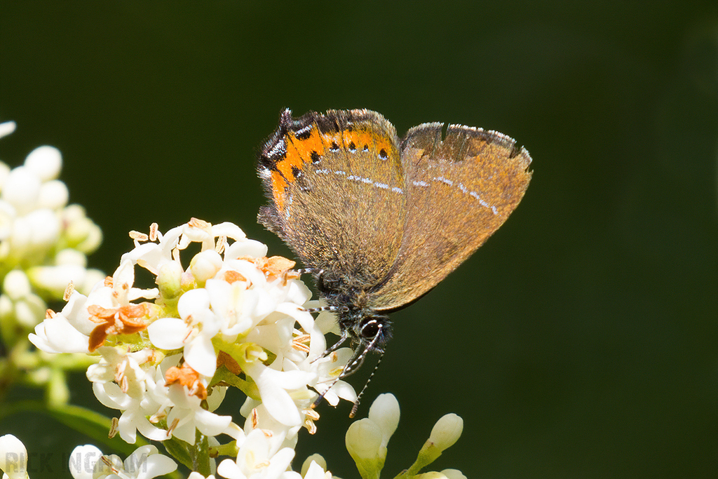 Black Hairstreak