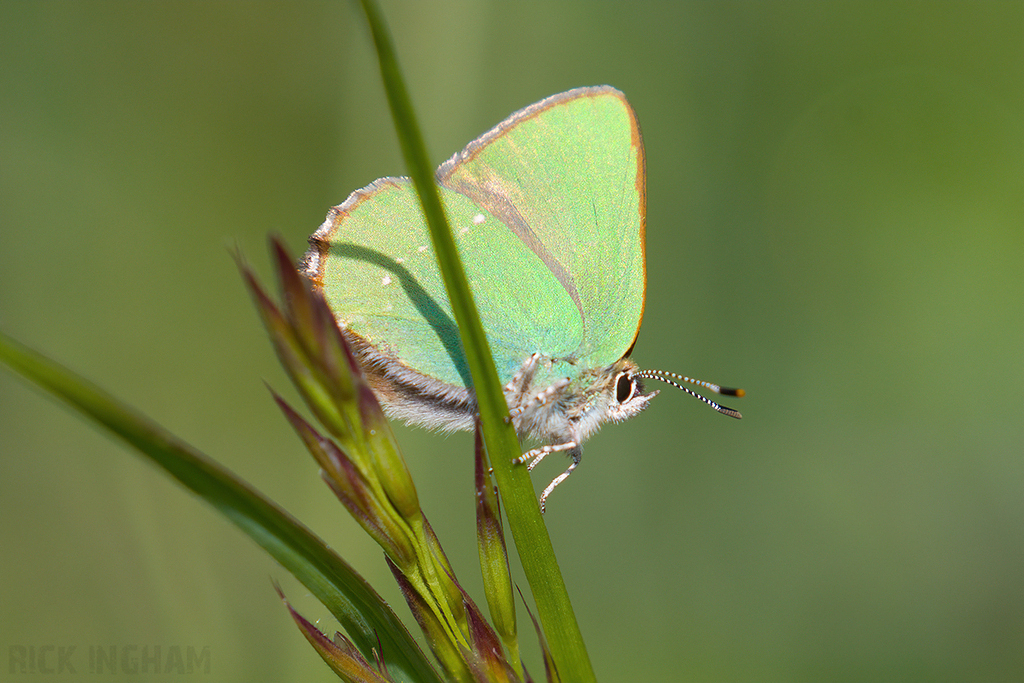 Green Hairstreak Butterfly