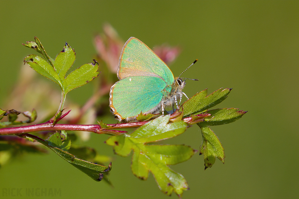 Green Hairstreak Butterfly