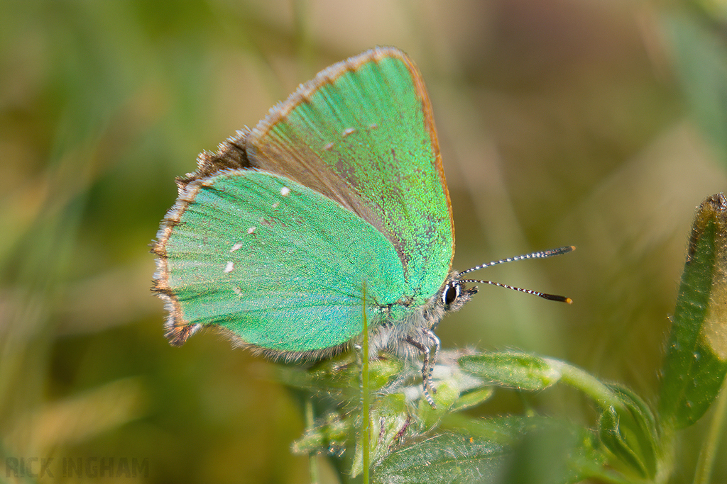Green Hairstreak Butterfly