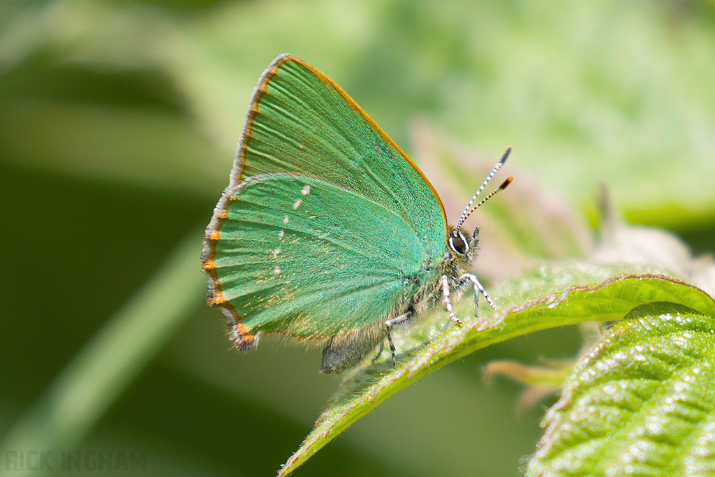 Green Hairstreak Butterfly