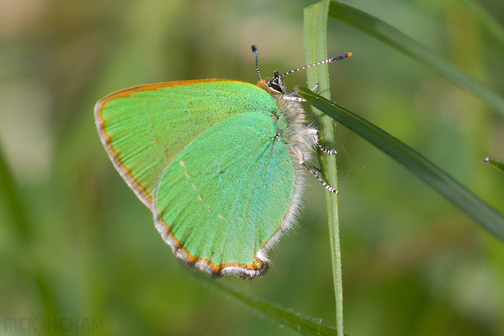 Green Hairstreak Butterfly