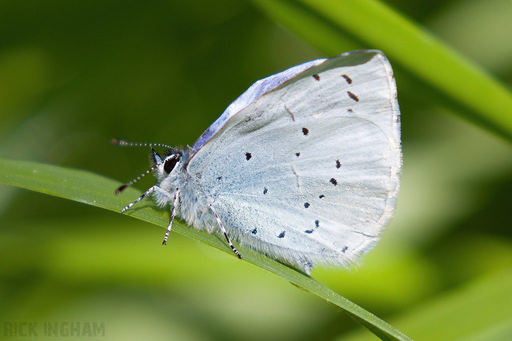 Holly Blue Butterfly