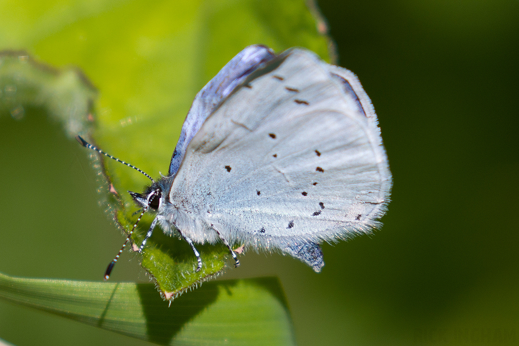 Holly Blue Butterfly