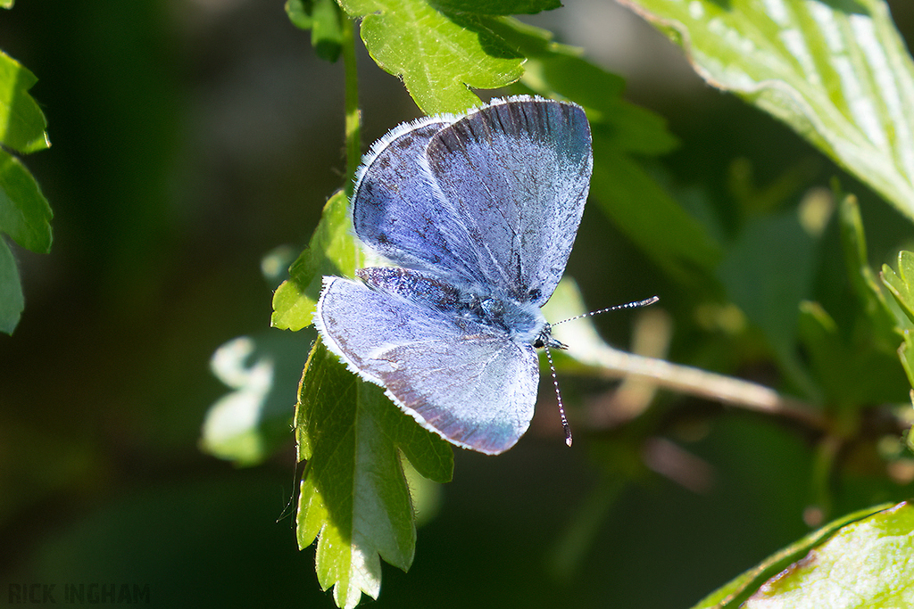 Holly Blue Butterfly