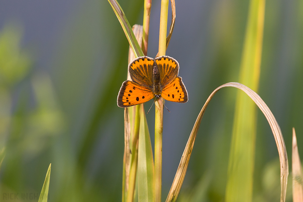 Large Copper | Female