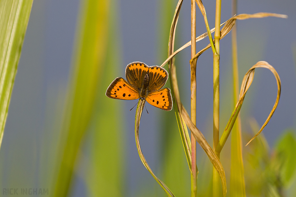 Large Copper | Female