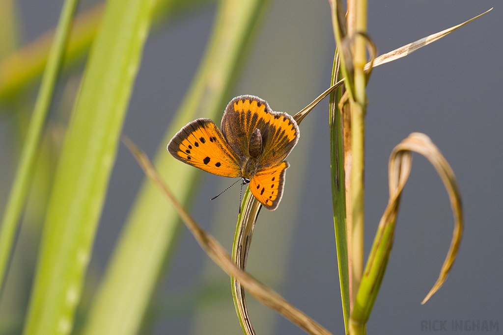 Large Copper | Female