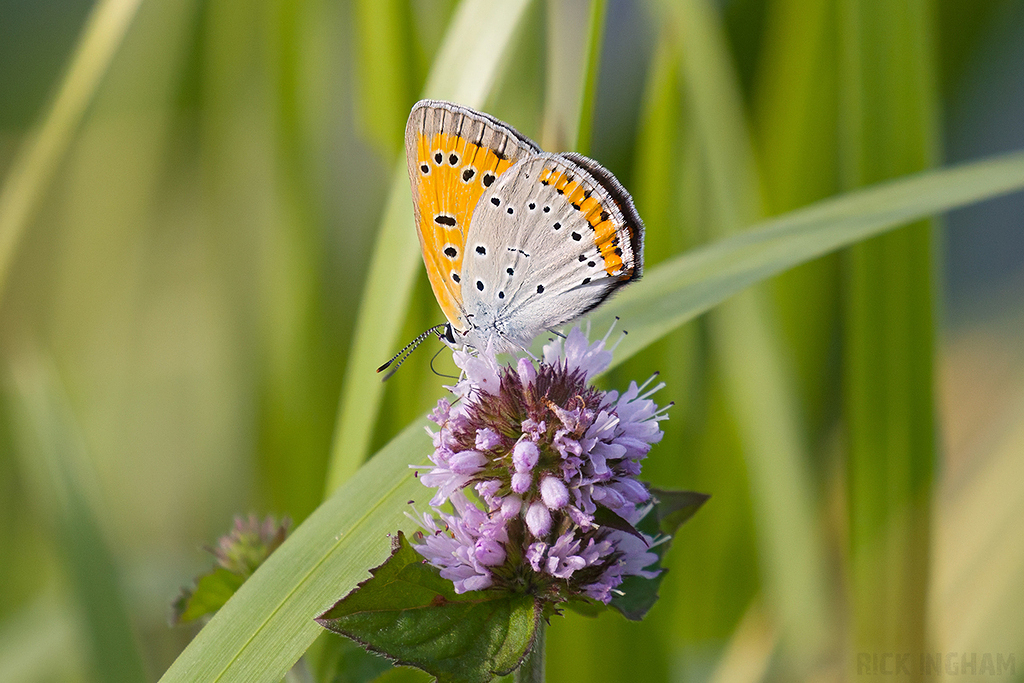Large Copper | Female