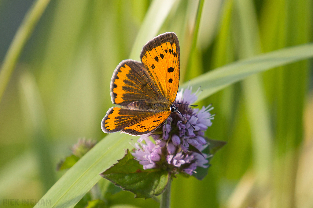 Large Copper | Female