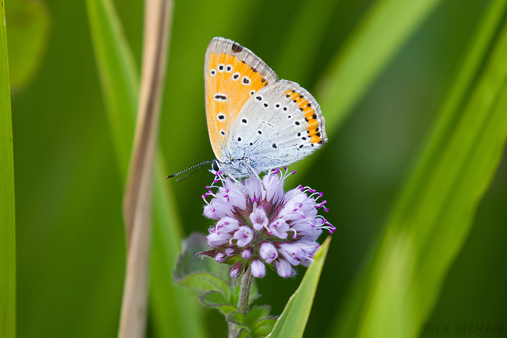 Large Copper | Male
