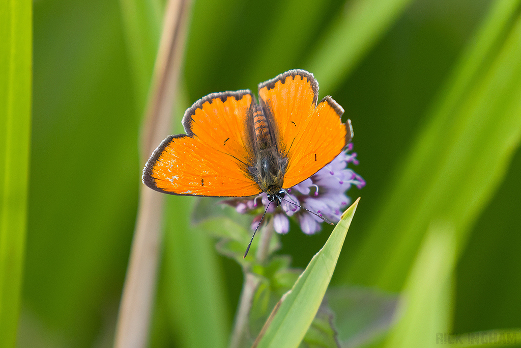 Large Copper | Male