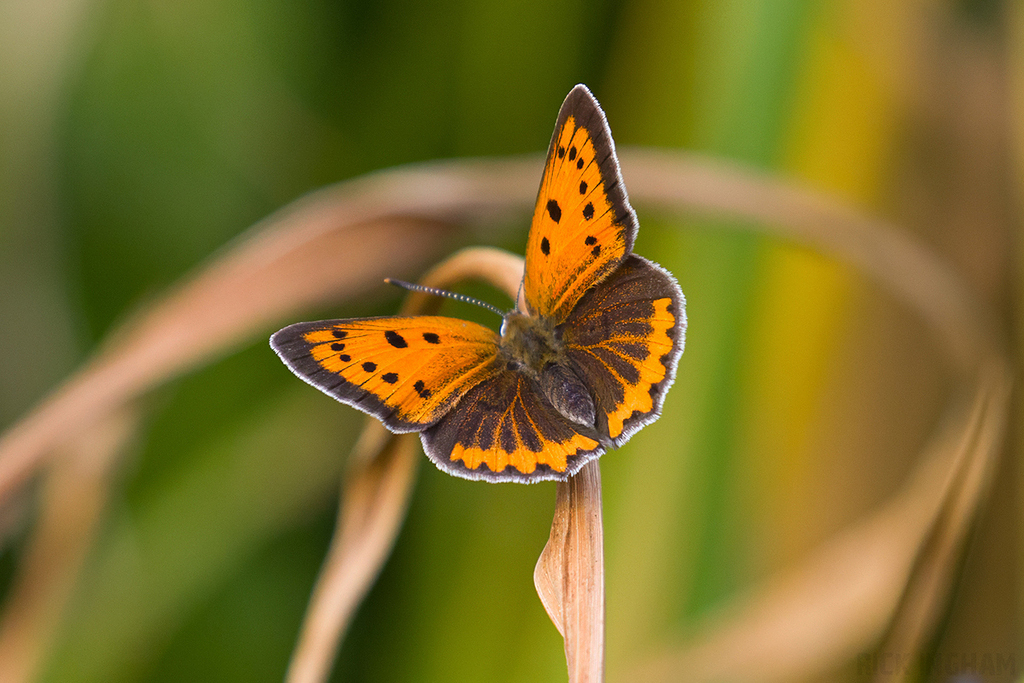 Large Copper | Female