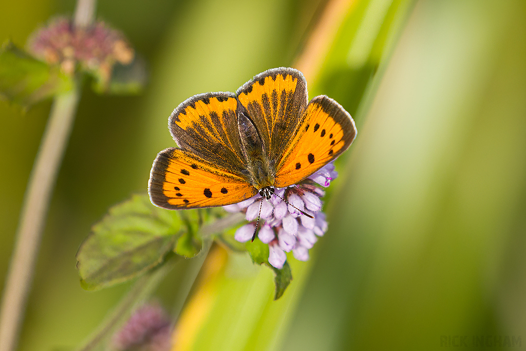 Large Copper | Female