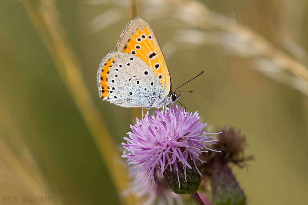 Large Copper | Male
