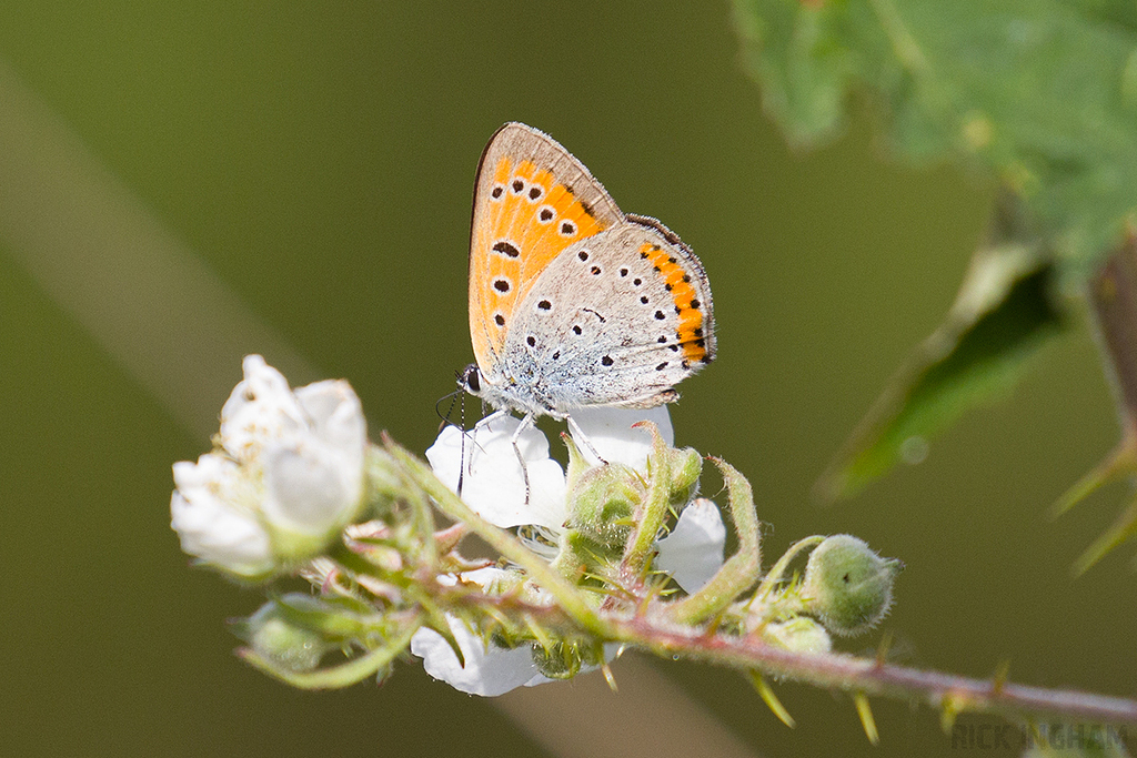 Large Copper | Male