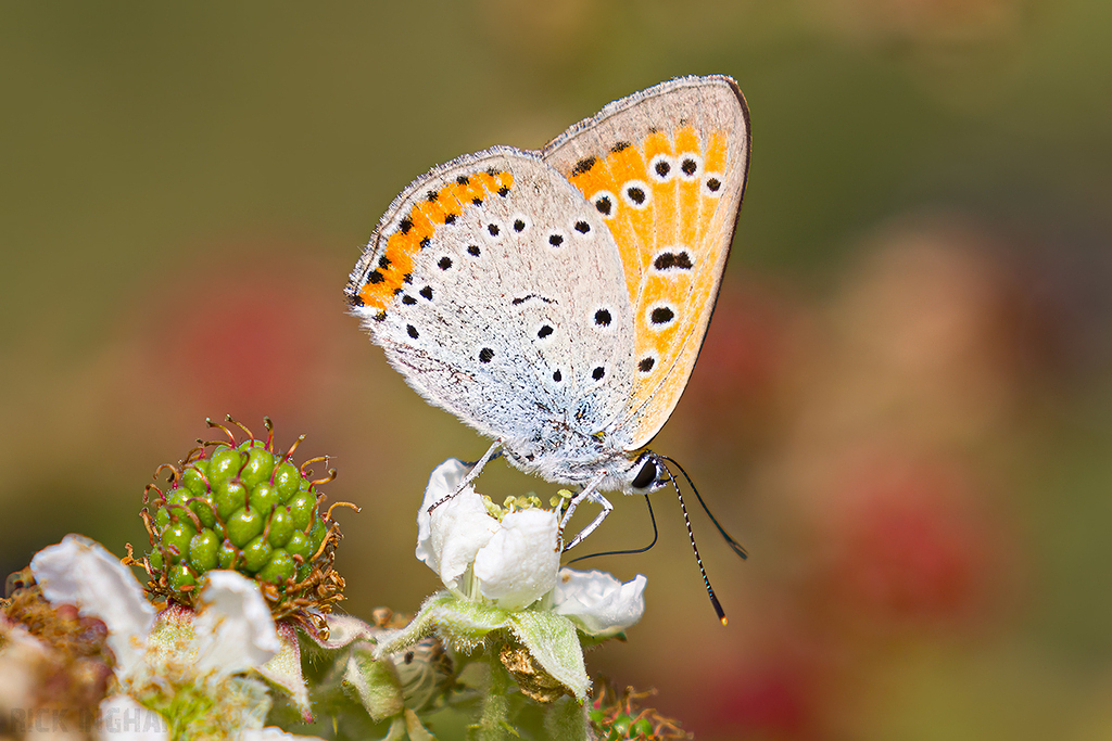 Large Copper | Male