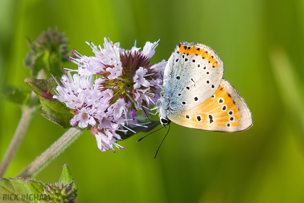 Large Copper | Male