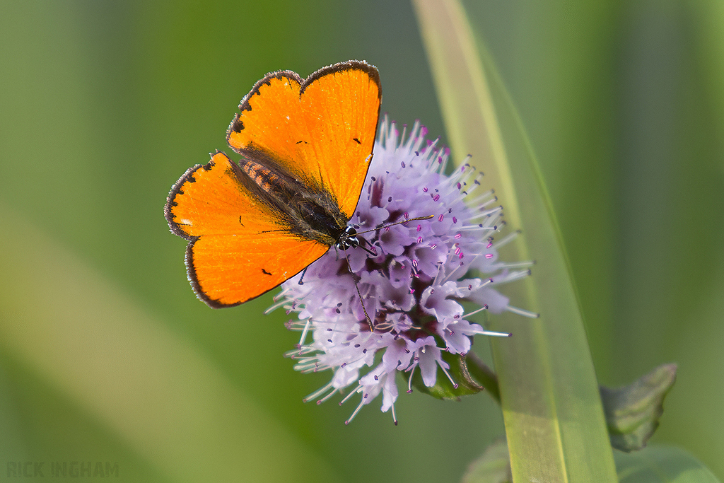 Large Copper | Male
