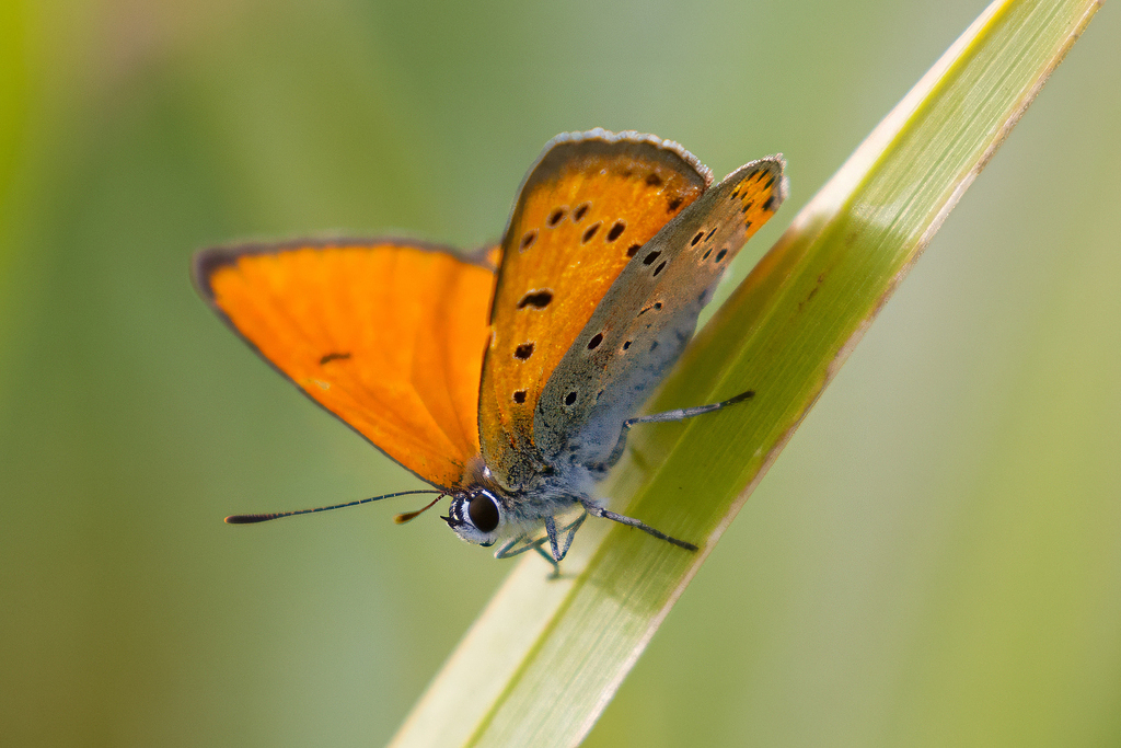Large Copper | Male