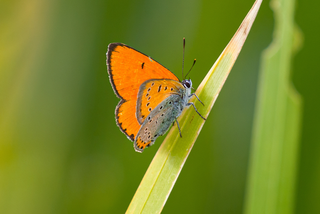 Large Copper | Male