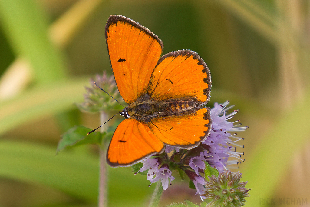 Large Copper | Male