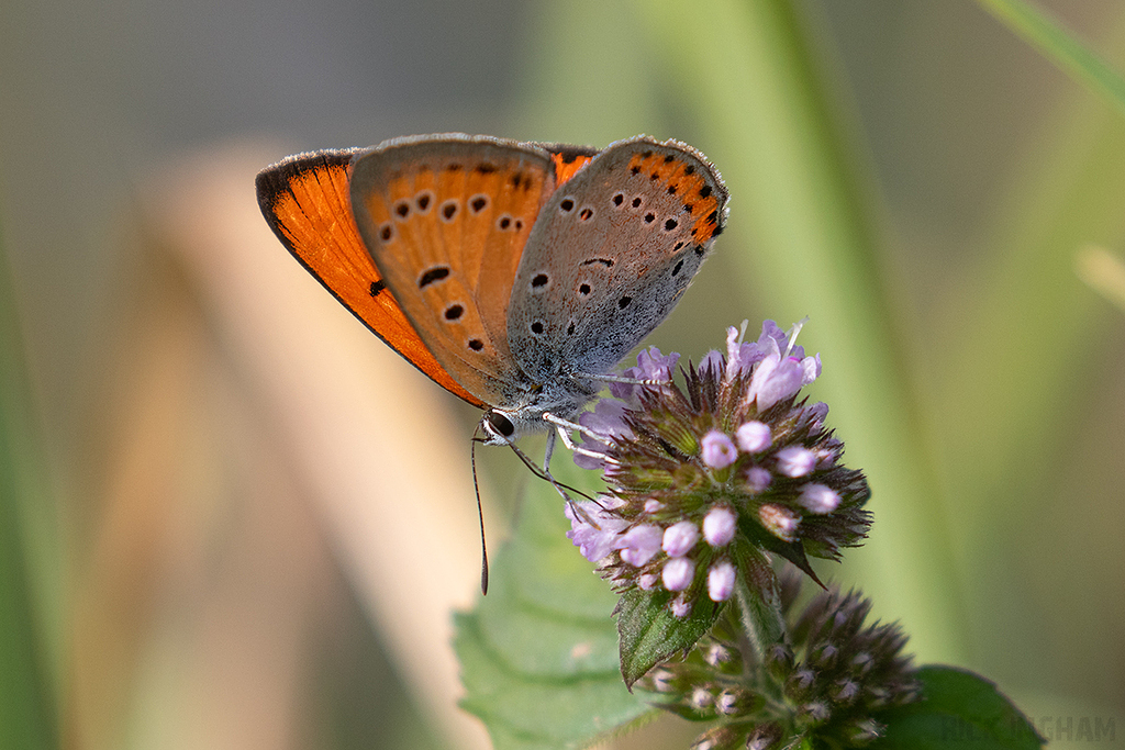 Large Copper | Male