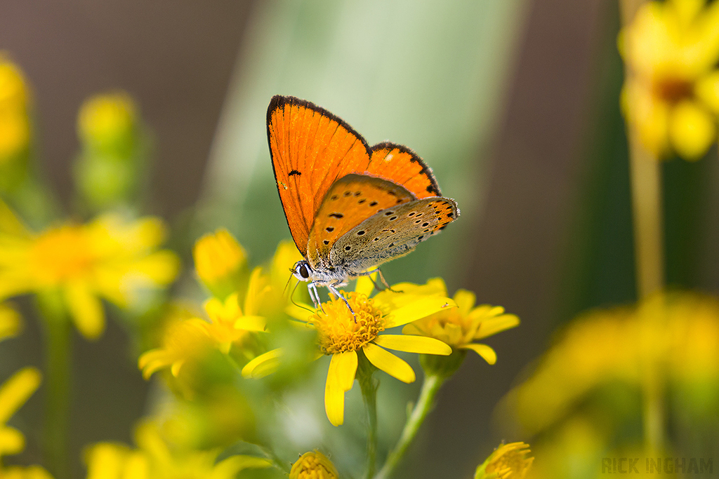 Large Copper | Male