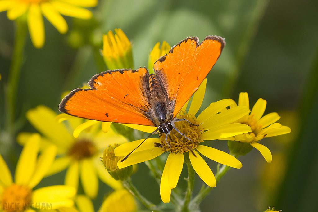 Large Copper | Male