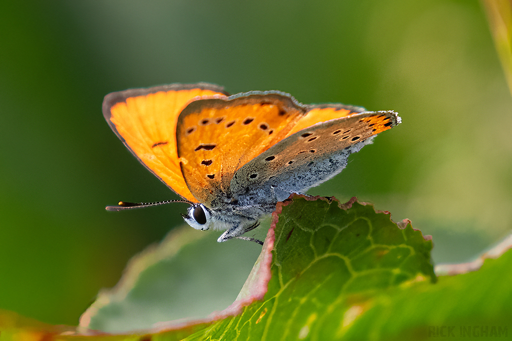 Large Copper | Male