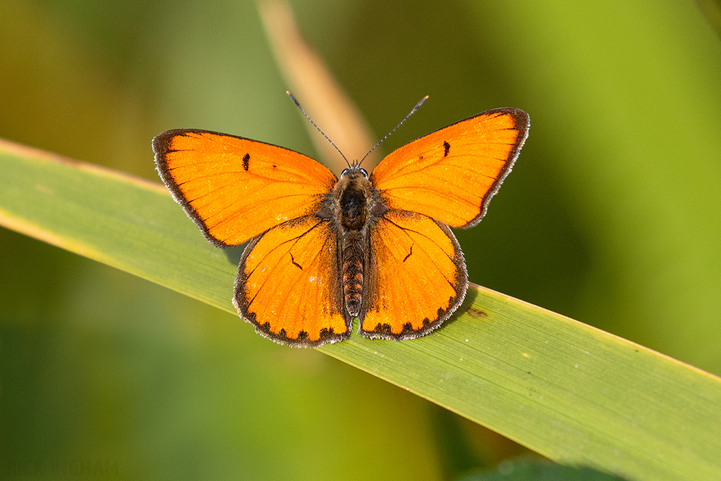 Large Copper | Male