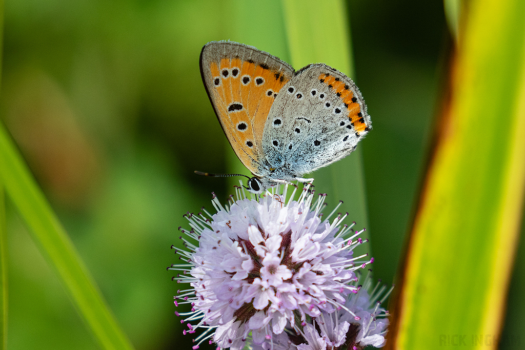 Large Copper | Male