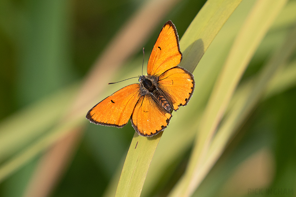 Large Copper | Male