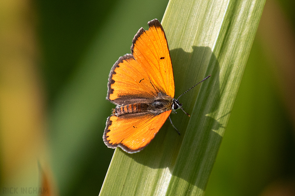 Large Copper | Male