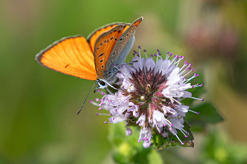 Large Copper | Male