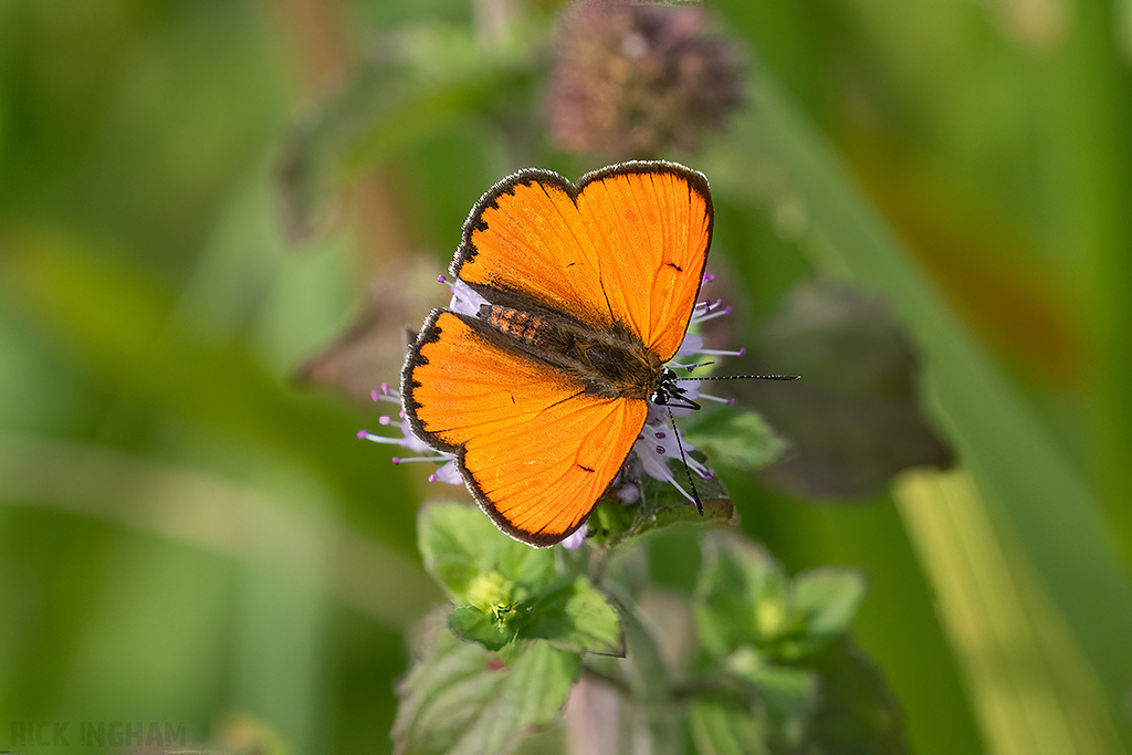 Large Copper | Male