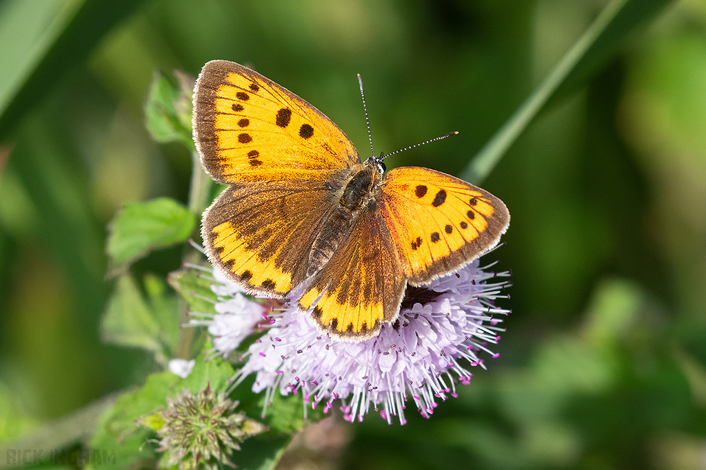 Large Copper | Female