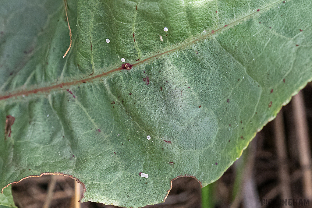 Large Copper butterfly eggs