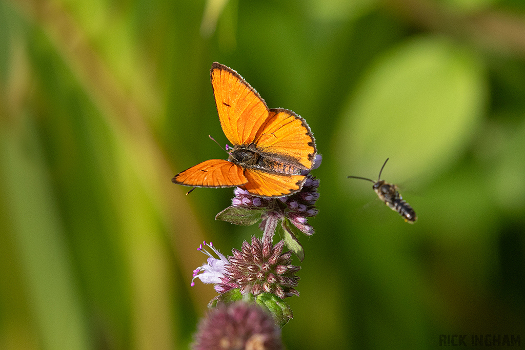 Large Copper | Male