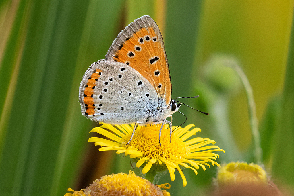 Large Copper | Male